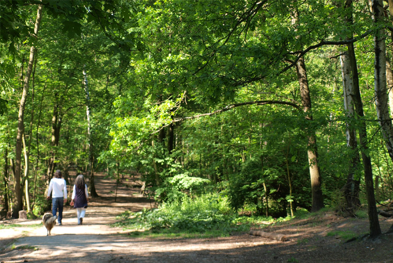 http://www.berliner-hundeauslaufgebiete.de/tl_files/hundeauslauf/inhalte/Grunewald/Grunewald_02.jpg