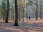 Hundeauslaufgebiet im Forst Jungfernheide