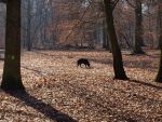 Hundeauslaufgebiet im Jungfernheidepark