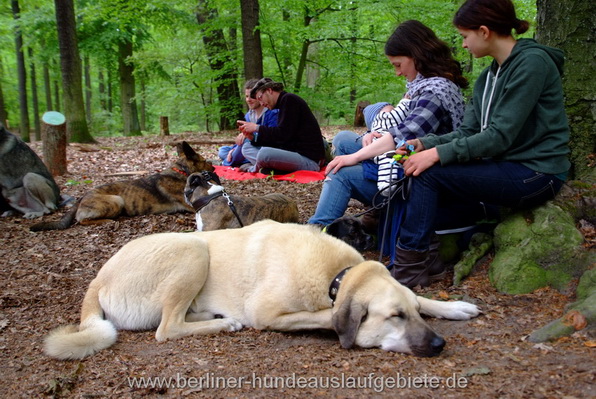 tl_files/hundeauslauf/inhalte/Demo20150514/DSCF8915.JPG